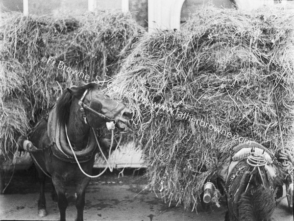 HORSE MUNCHING FOLIAGE